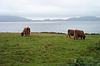 highland cows