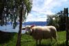 baa